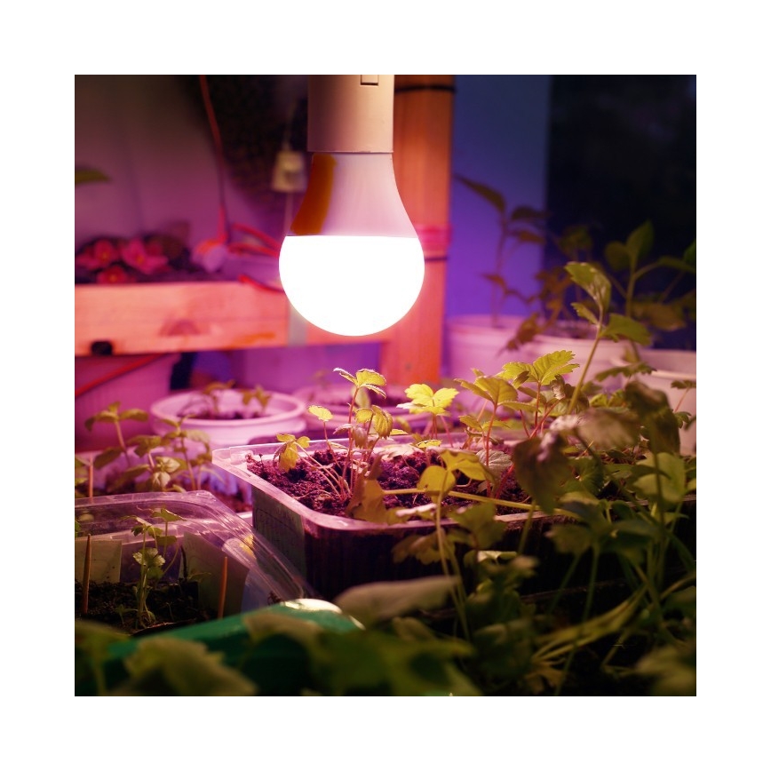 Bombilla LED para crecimiento de plantas PLANTY E27/11W/230V 1200K blanca