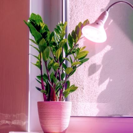 Bombilla LED para crecimiento de plantas PLANTY E27/7W/230V 1200K blanca