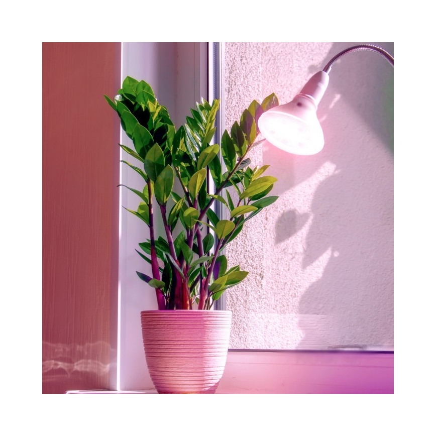 Bombilla LED para crecimiento de plantas PLANTY E27/7W/230V 1200K blanca