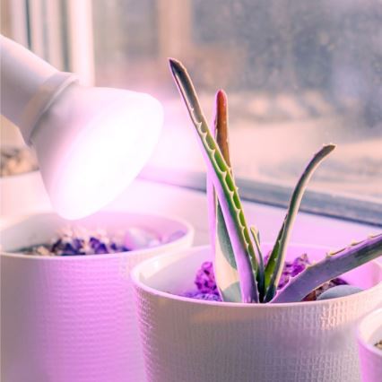 Bombilla LED para crecimiento de plantas PLANTY E27/7W/230V 1200K blanca