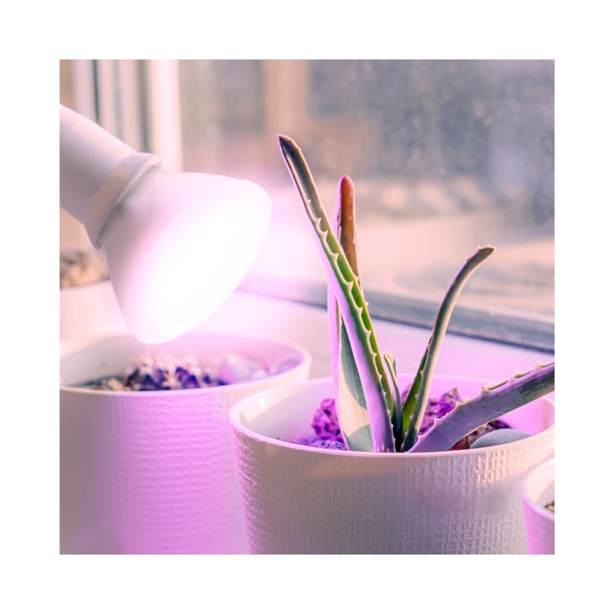 Bombilla LED para crecimiento de plantas PLANTY E27/7W/230V 1200K blanca