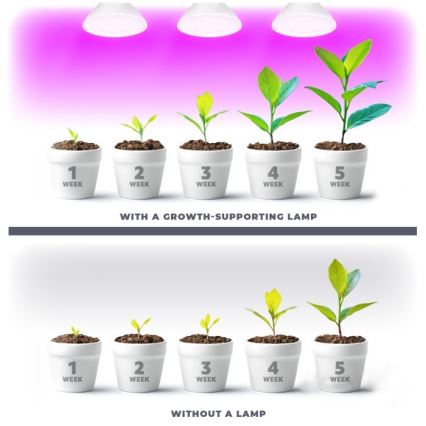 Bombilla LED para crecimiento de plantas PLANTY E27/7W/230V 1200K blanca