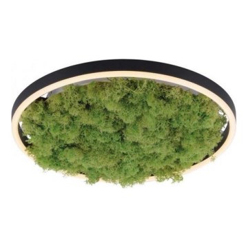 JUST LIGHT. 15391-66 - Plafón LED regulable VERDE RITU LED/20W/230V