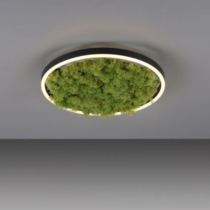 JUST LIGHT. 15391-66 - Plafón LED regulable VERDE RITU LED/20W/230V