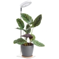 Lámpara LED de mesa regulable para cultivo de plantas VERDI LED/5W/5V 1300K IRC 95 blanca