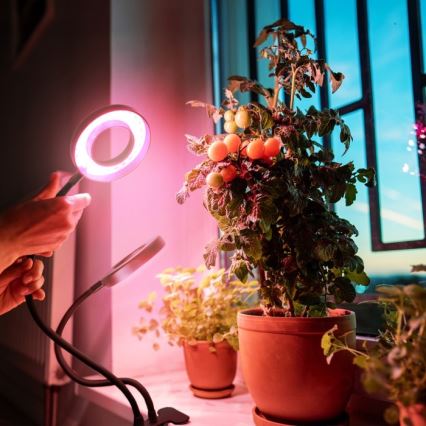 Lámpara de mesa flexible LED regulable con clip para cultivo de plantas VITARO 2xLED/4W/230V negra