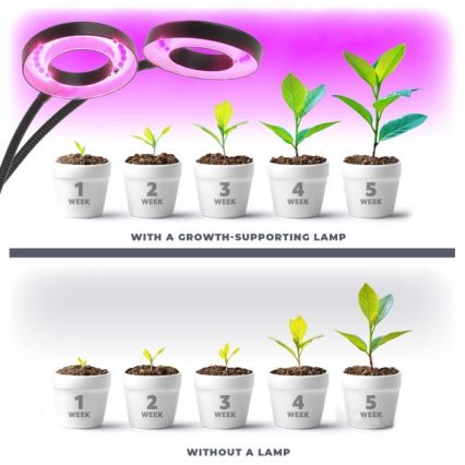 Lámpara de mesa flexible LED regulable con clip para cultivo de plantas VITARO 2xLED/4W/230V negra