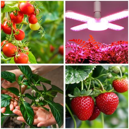 LED Bombilla para cultivo de plantas PLANTY E27/40W/230V 1200K