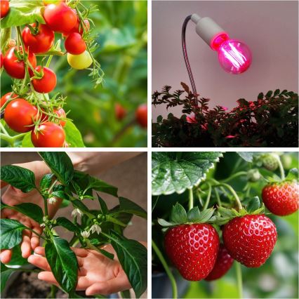 LED Bombilla para cultivo de plantas PLANTY E27/8W/230V 1200K