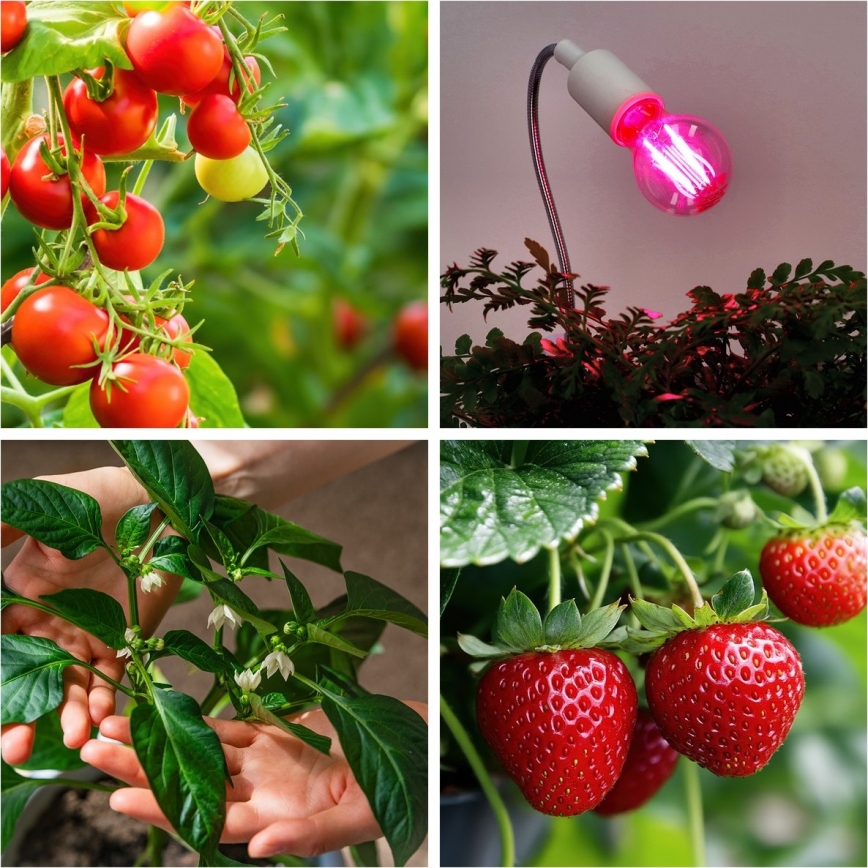 LED Bombilla para cultivo de plantas PLANTY E27/8W/230V 1200K