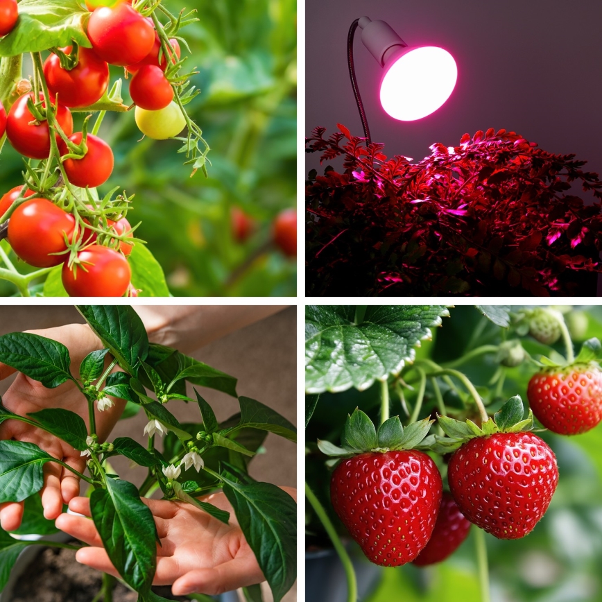 LED Bombilla para cultivo de plantas PLANTY E27/9W/230V 1200K blanco