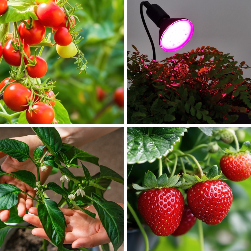 LED Bombilla para cultivo de plantas PLANTY E27/9W/230V 1200K negro