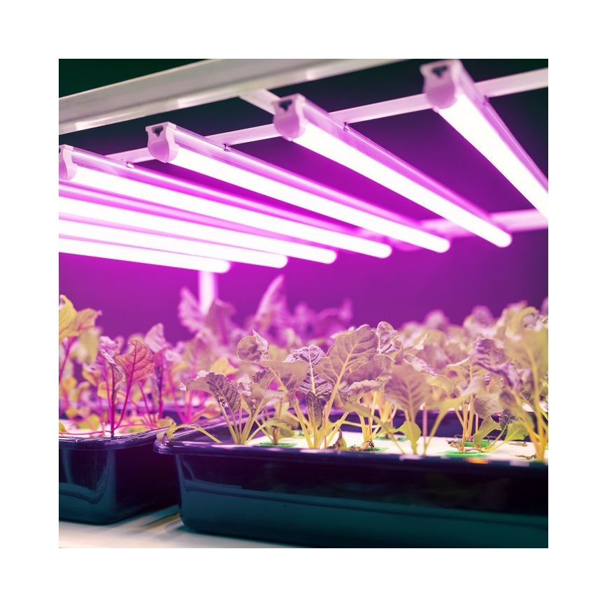Lámpara LED para cultivo de plantas GROWLY LED/9W/230V blanca