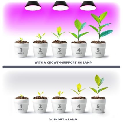 Bombilla LED para crecimiento de plantas PLANTY E27/7W/230V 1200K negra